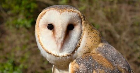 Upland Wildlife Festival: Earth Day Celebration of Georgia's Upland Habitats
