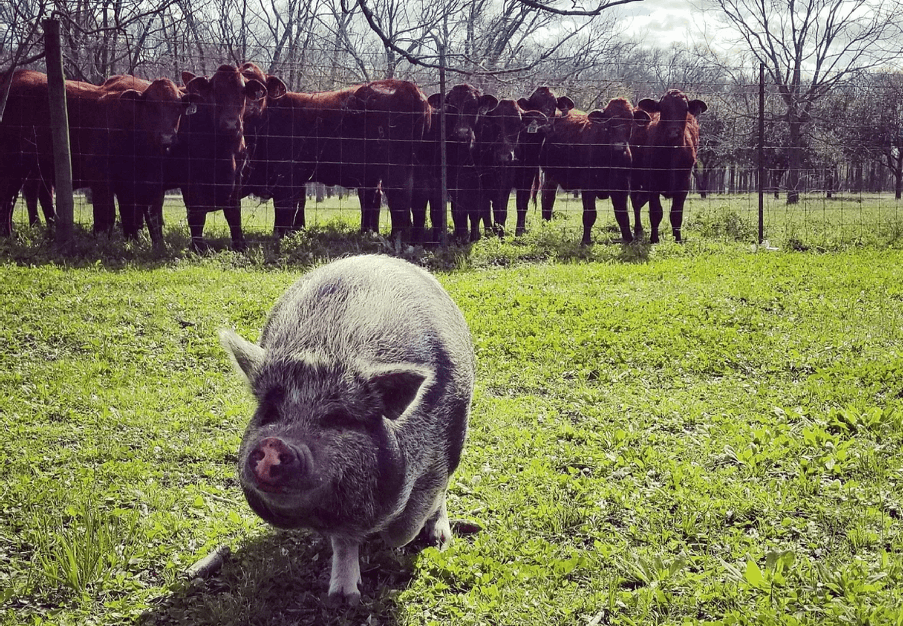 Spring Break Farm Life Camp in Brookshire, Texas