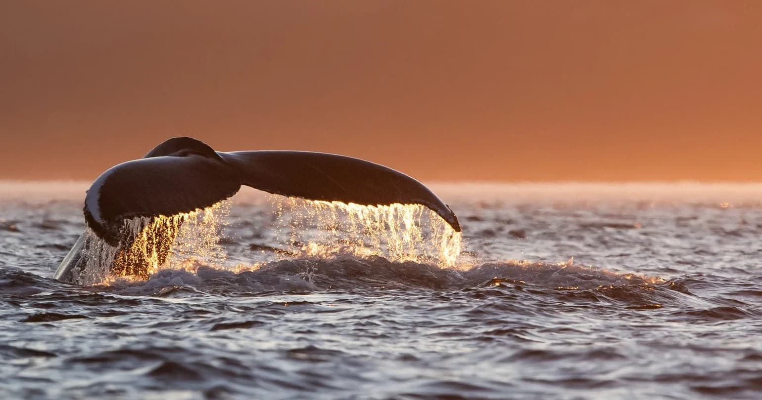 Humpback whale tail diving at sunset over open ocean