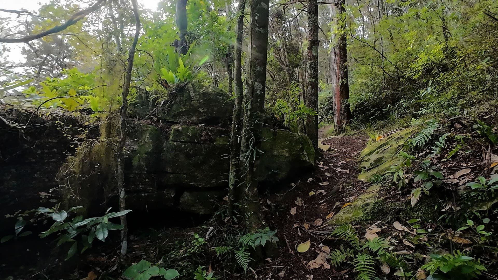 Waipu Fun Trail Run Walk — 4.5/7/10km Family-Friendly Trails in Northland photo 4