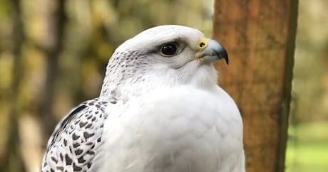 Wildlife Encounters at Chintimini Wildlife Center, Corvallis