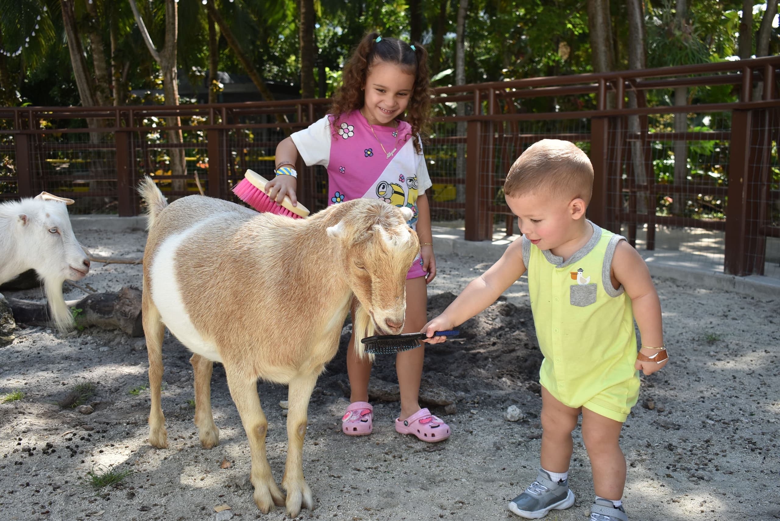 Explore Miami’s Jungle Island: The Ultimate Kids VIP Adventure