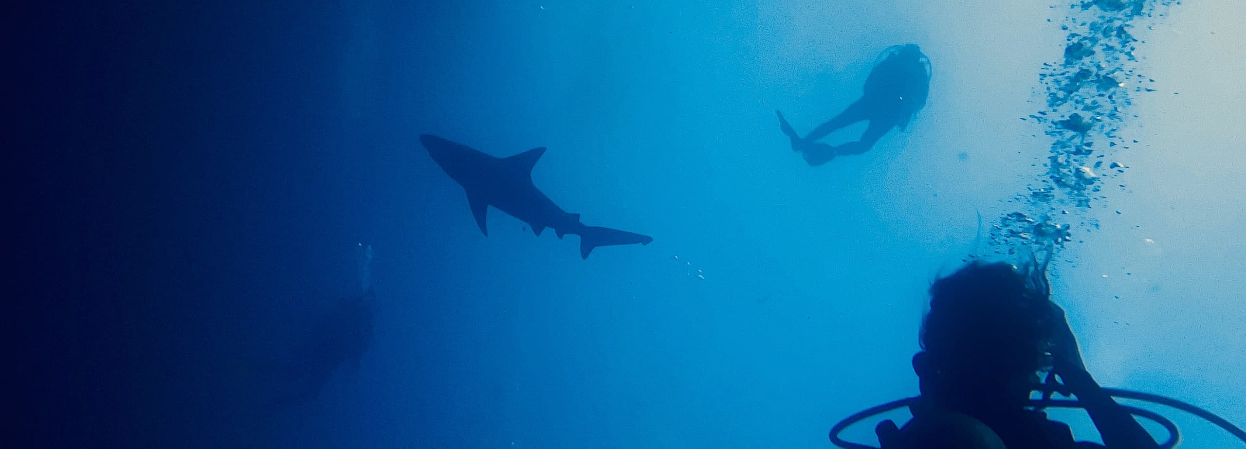 Shark Conservation Dives with Epic Diving Adventures in Poipu