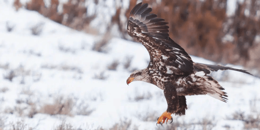 Winter Snowshoe Safari & Wildlife Tour in Big Sky MT