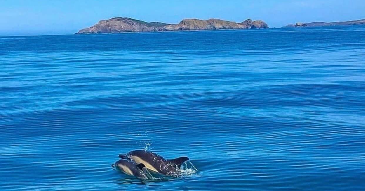 Dolphins breaching in clear blue waters off Ramsey Island shore