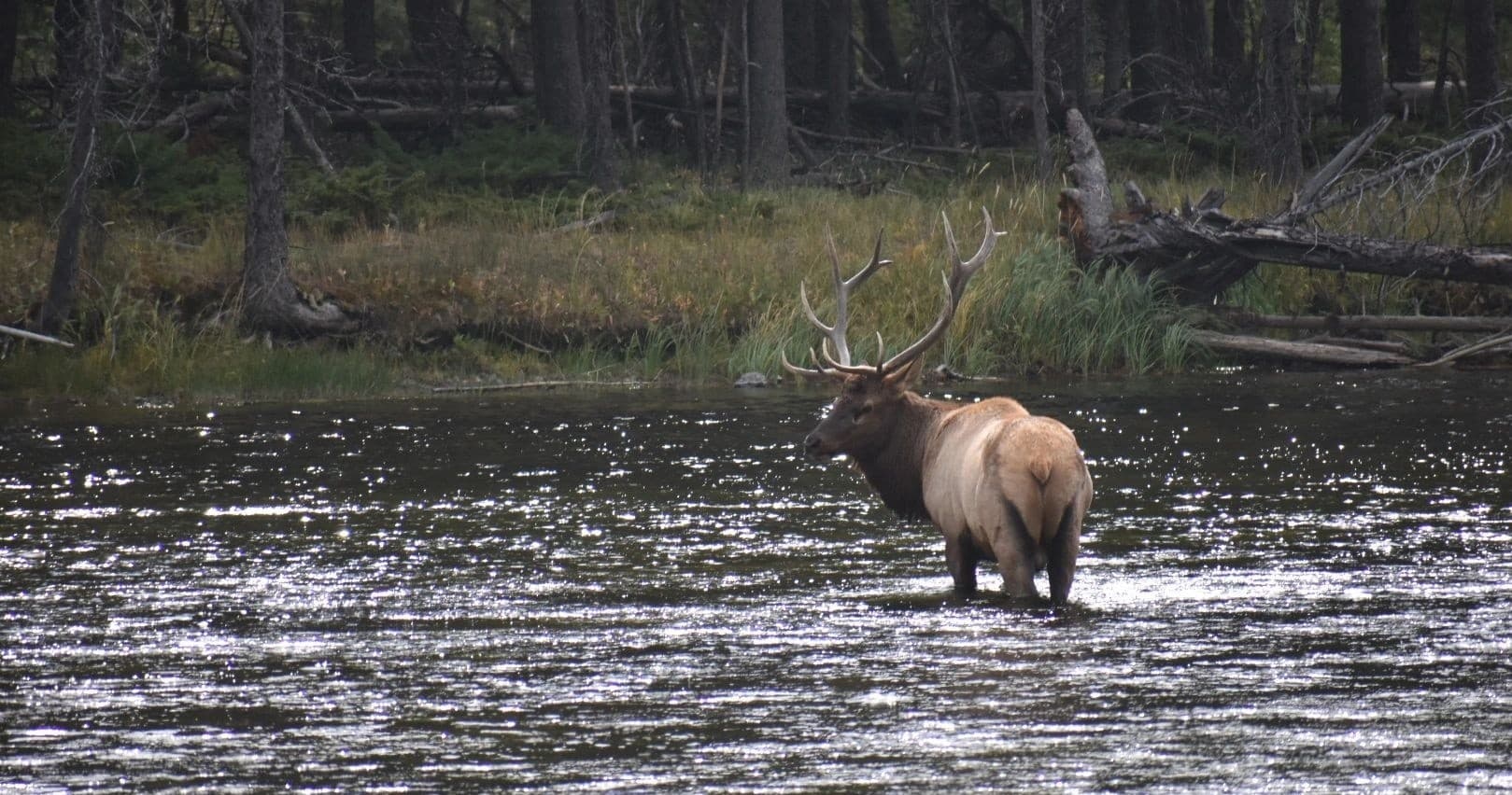 Wildlife & Nature Tour with Yellowstone Western Tours