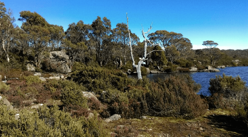 Heathland and high country lake with eucalyptus, scenic walk