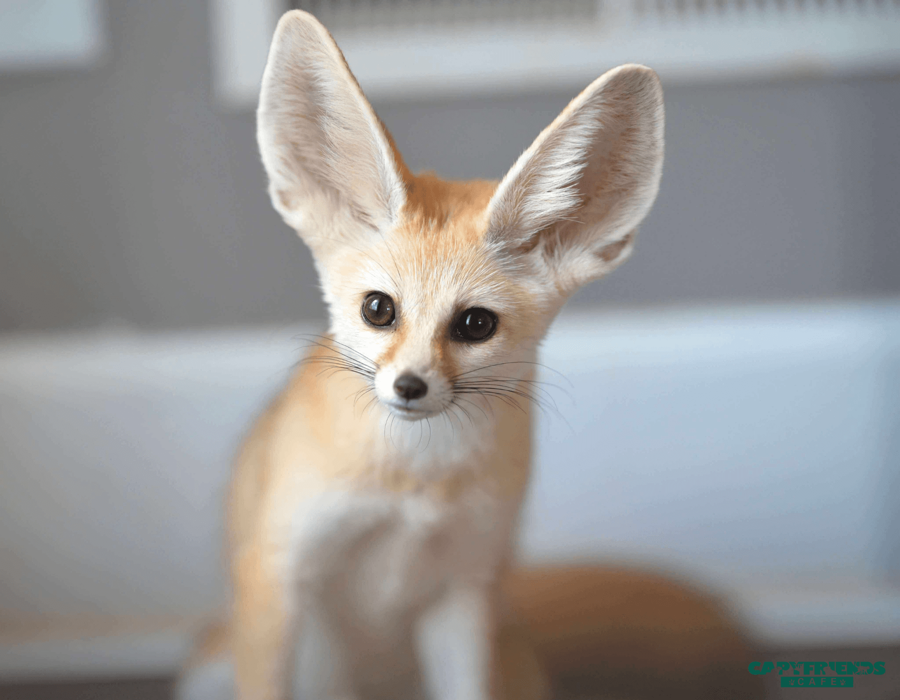 Meet a Fennec Fox & Capybaras at Capyfriends Cafe in Helen, GA