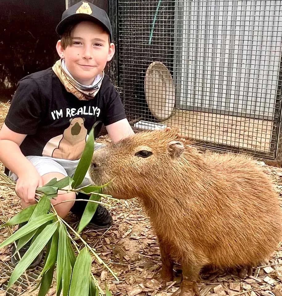 Wildlife & Nature: Capybara Encounters at Wings Wildlife Park
