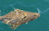 Fish the 49th Alaskan Fishing Charters team