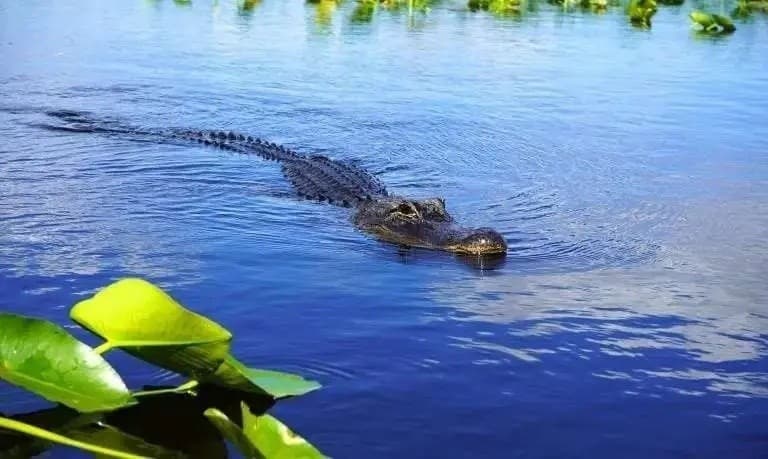 Airboat & Gator Encounter: Everglades Value Combo from Fort Lauderdale