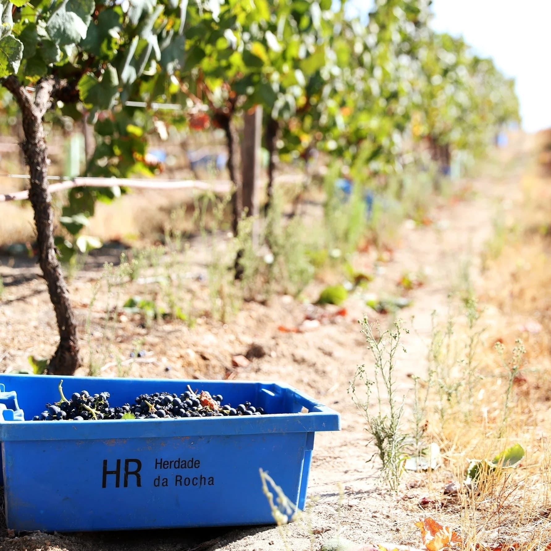 Wine Tasting & Vineyard Tour at Herdade da Rocha