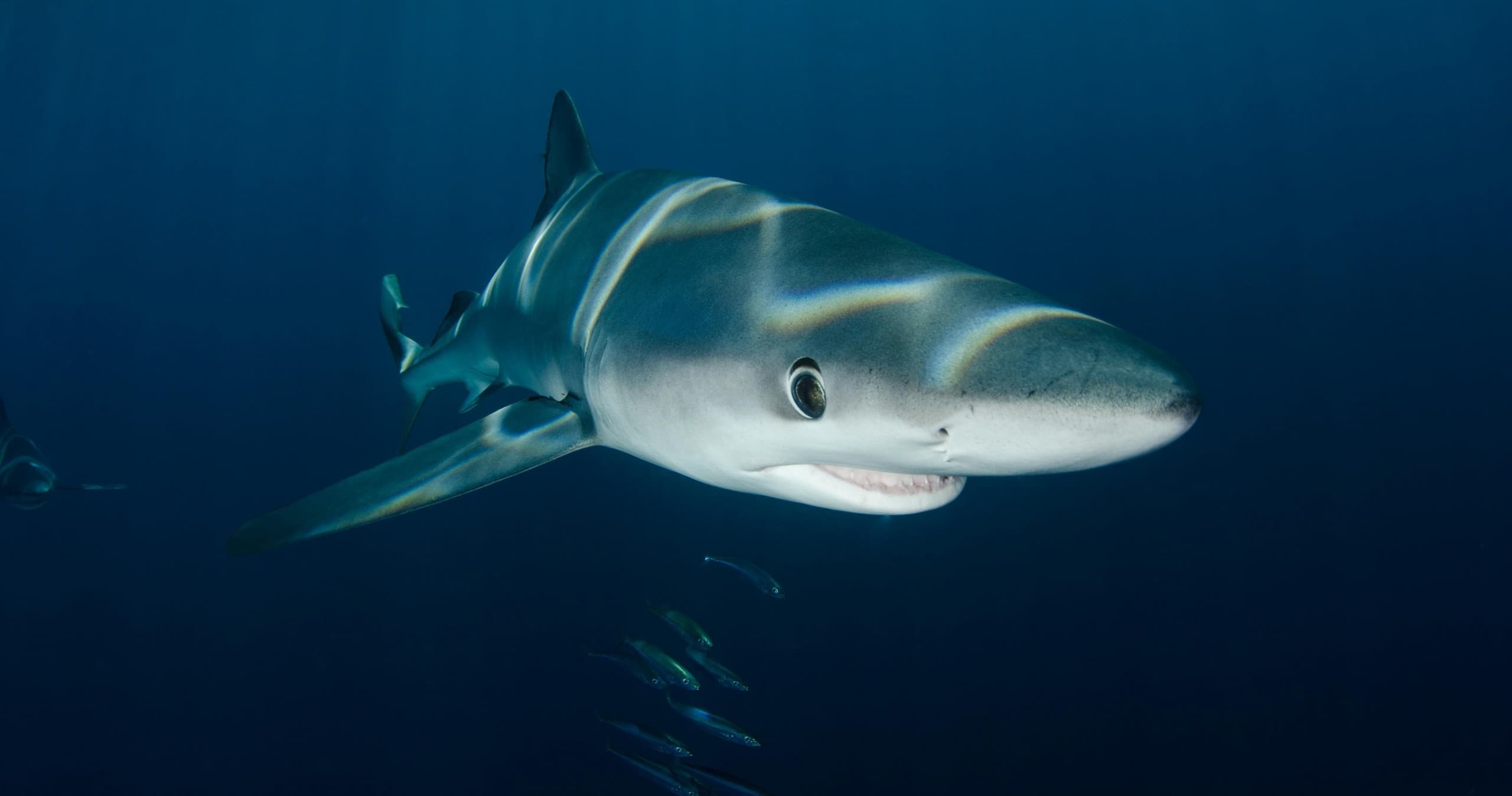 Blue Shark Snorkelling in Mounts Bay: Deep-Water Encounters from Penzance