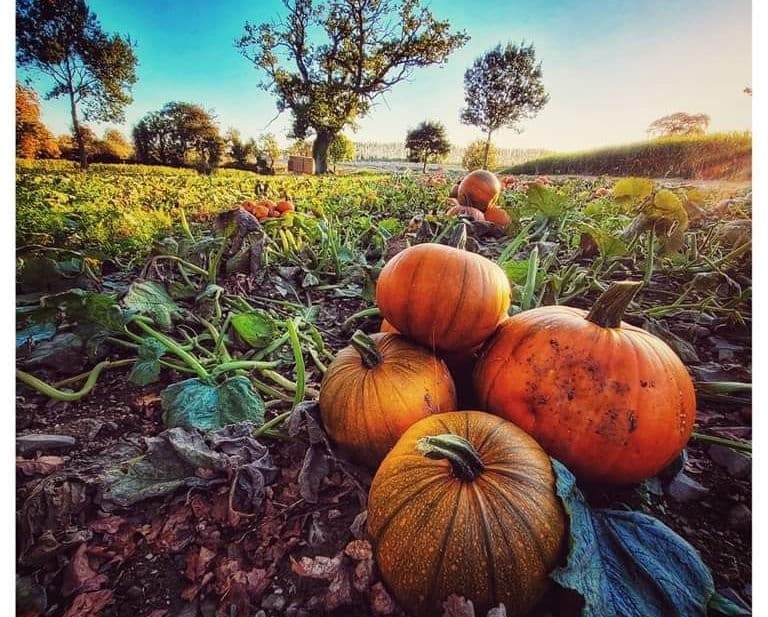 Pick Your Own Pumpkins at Corderry Fruit Farm, Dundalk
