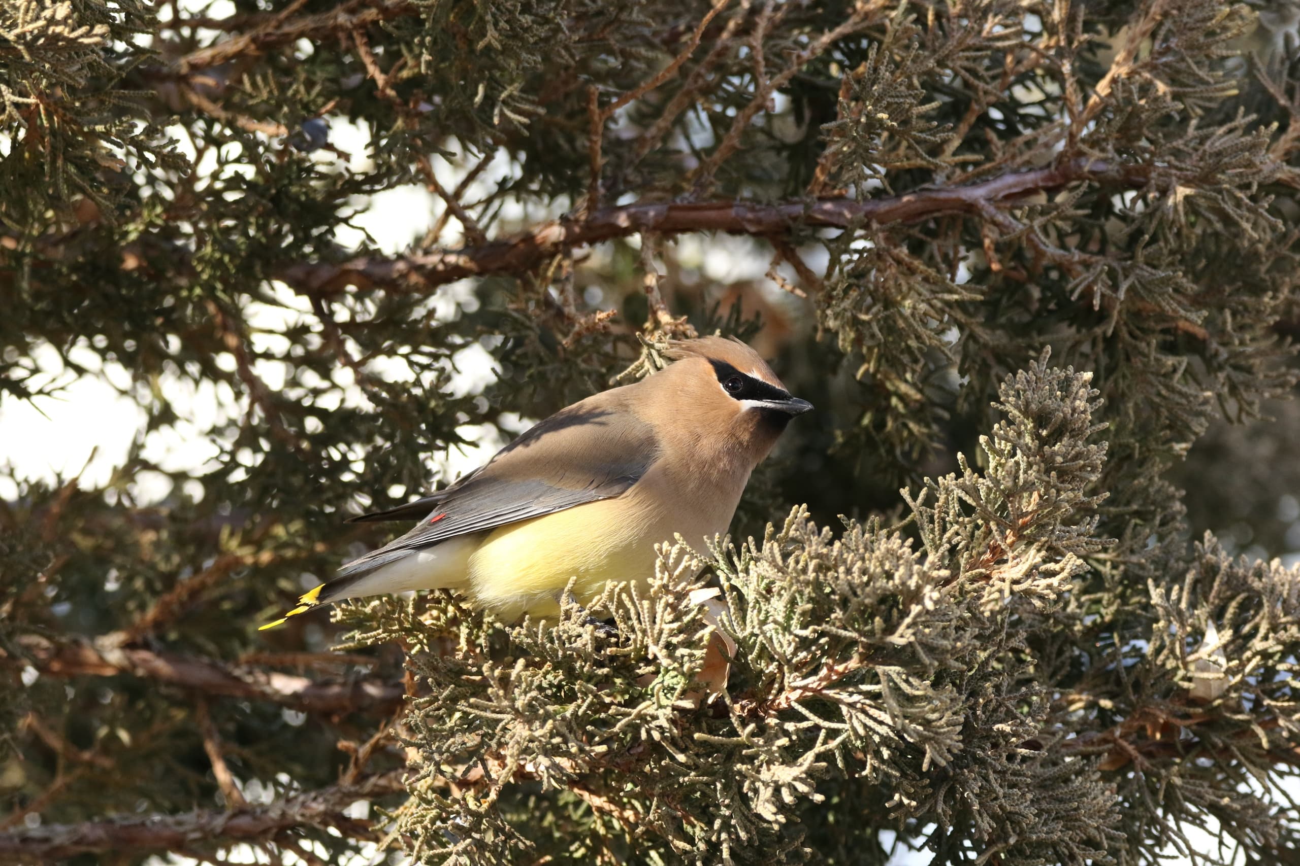 Denver Beginner Birding Class: 3-Hour Field Workshop to Master Binoculars and Local Birds photo 3