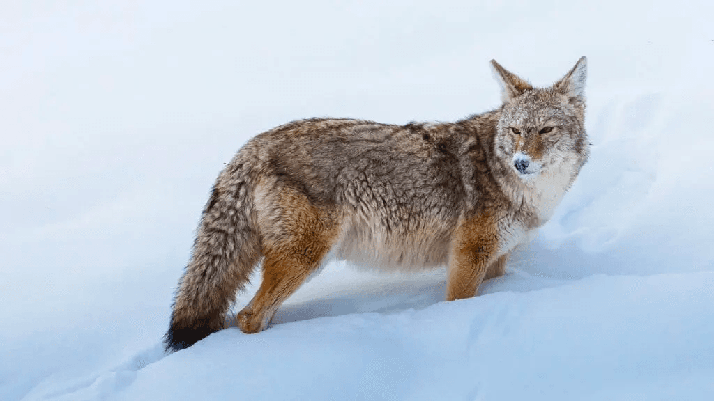 Winter Wolves & Wildlife Safari with Yellowstone Safari Company