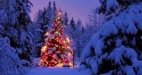 Cut Your Own Christmas Tree in Red Feather Lakes, Colorado