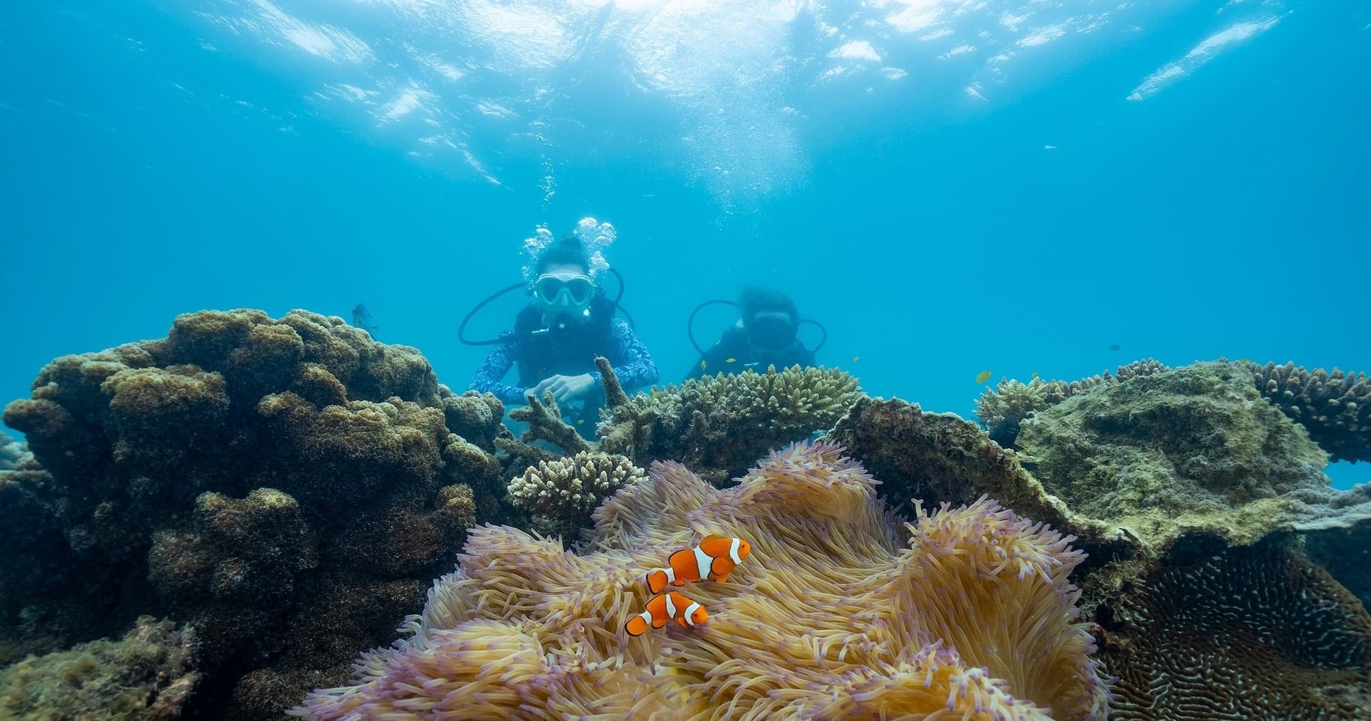 Scuba divers observing coral reef and clownfish in clear tropical sea