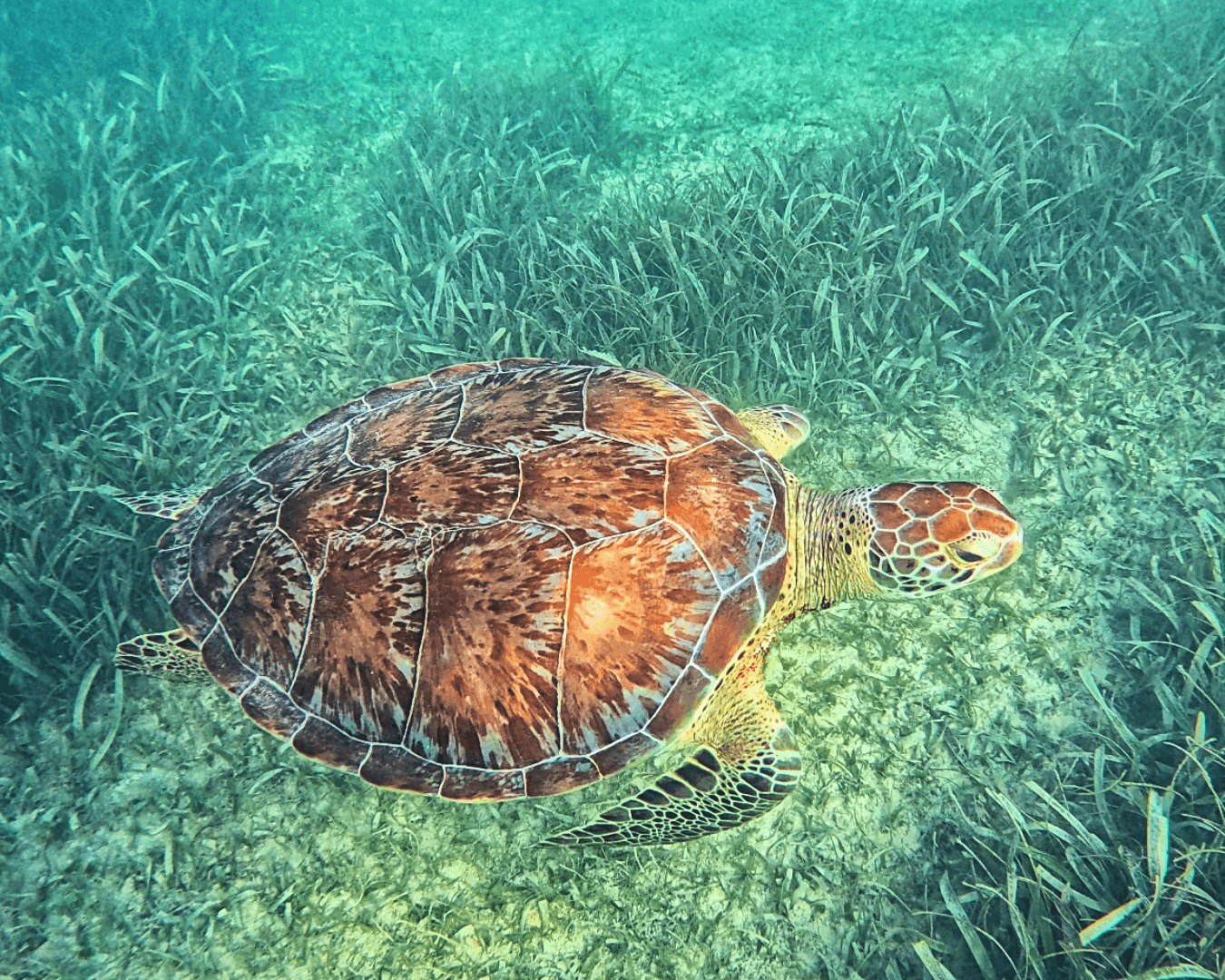 Tulum Cenote & Tortugas Adventure with Aleman Travel Agency