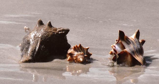 Large sea conch shells on wet sandy shoreline, beach shellfinding