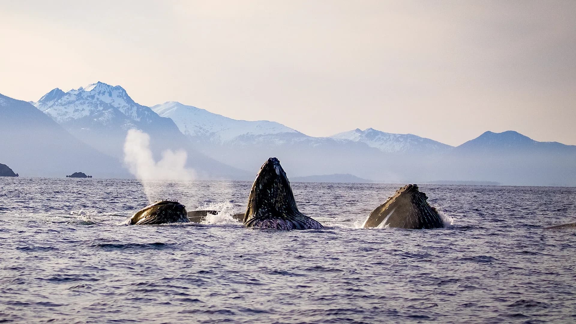 Islands of Wonder: Small-Group Wildlife Cruise & Remote Beach Landing in Sitka photo 3