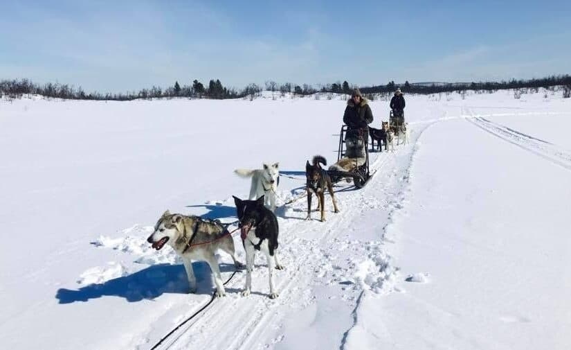 Arctic Dog Sledding & Northern Lights with Kiruna Sleddog Tours