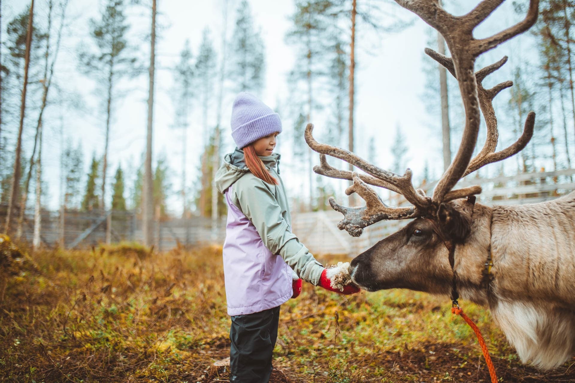 Meet and Feed Reindeer in Rovaniemi with Apukka Resort