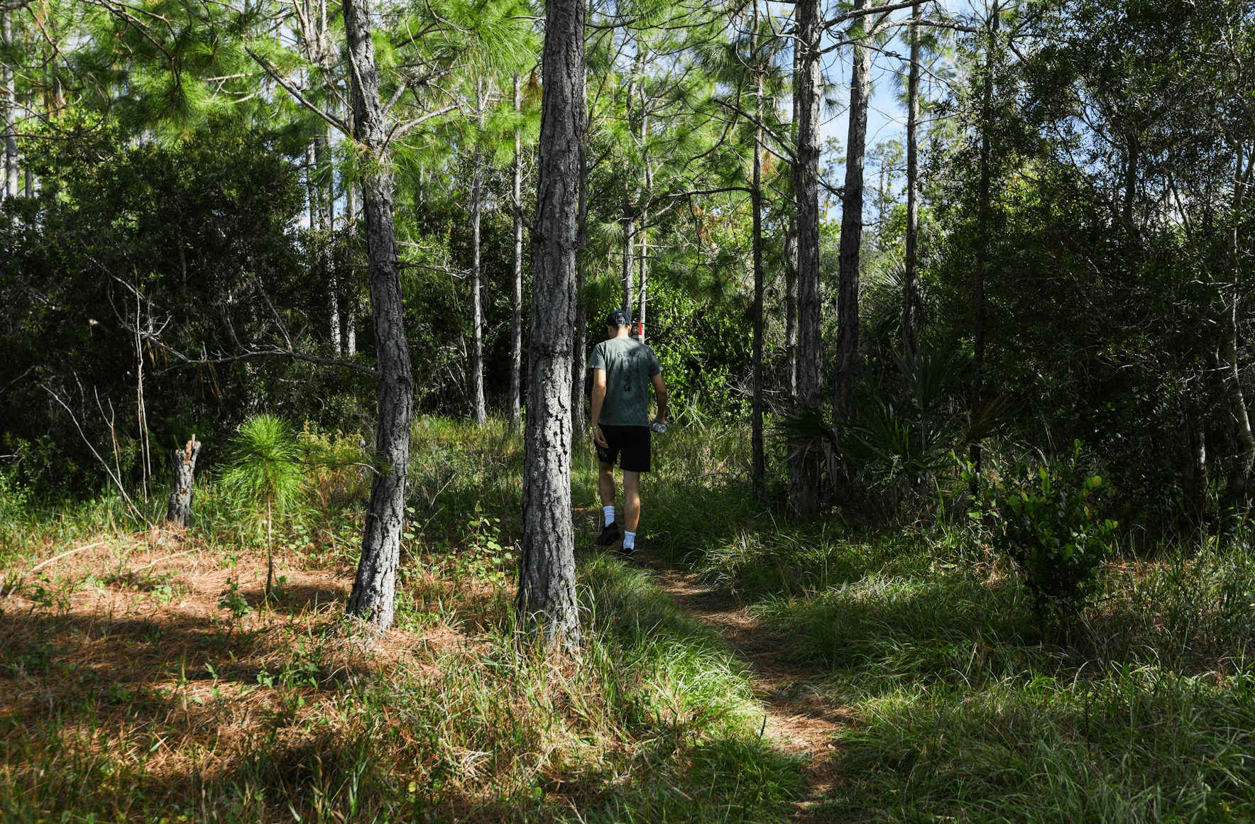 Hiker walking pine forest path on sunlit woodland trail