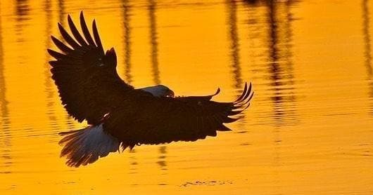 Golden Sunset Photography Tour in Sitka, Alaska