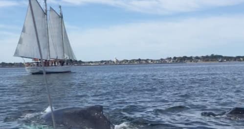 Sailboat and coastal whale-watching scene off Cape Cod shore