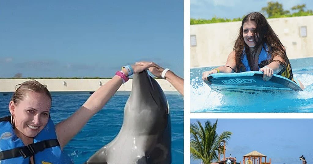 Experience a Safe and Magical Dolphin Encounter in Sheridan, Wyoming