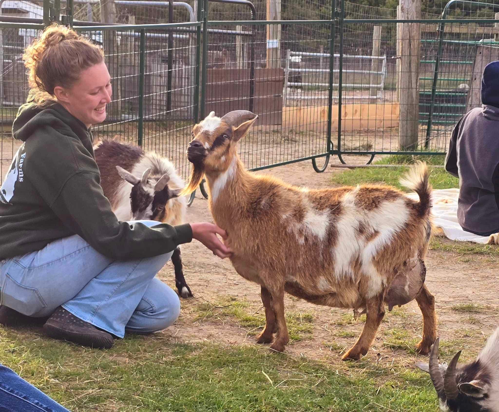 Meet the Herd: Open Barnyard at Pine Meadows, Mattapoisett photo 2