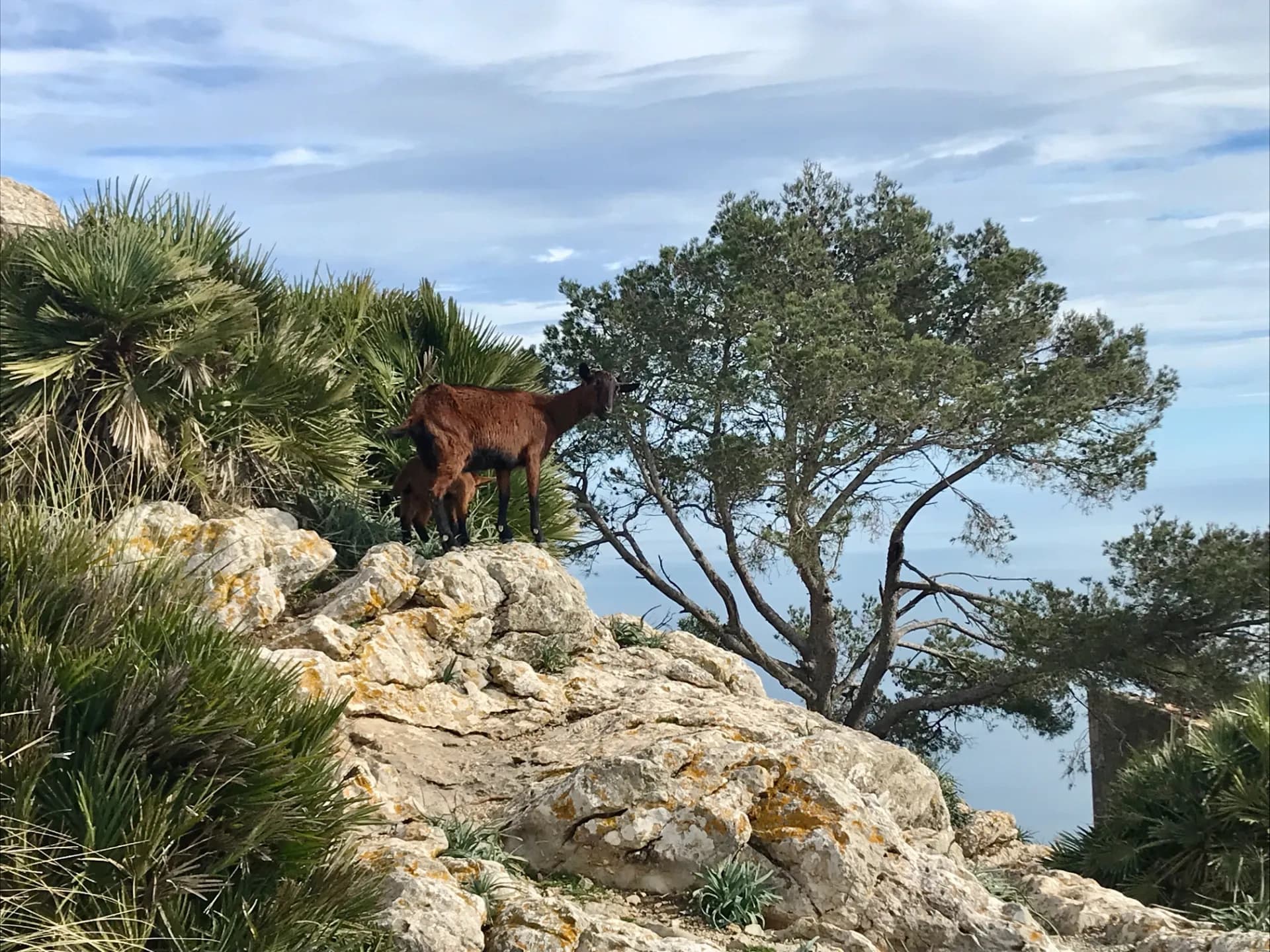 Summit Sa Talaia d'Alcúdia — Guided Hike to Mallorca’s Peninsula Peak photo 3