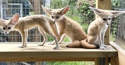 Private Guided Animal Tour in Riverview, Florida — Hands-On, Crowd-Free Encounters photo 2