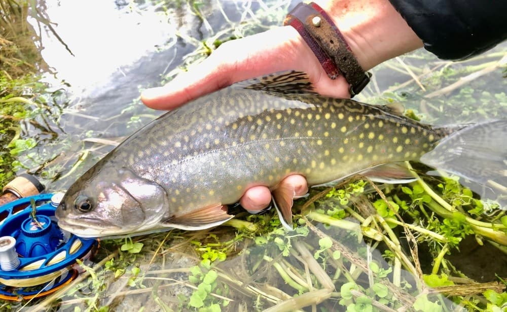 Wade Fishing Adventures with Relentless Fly Fishing in Eastern PA