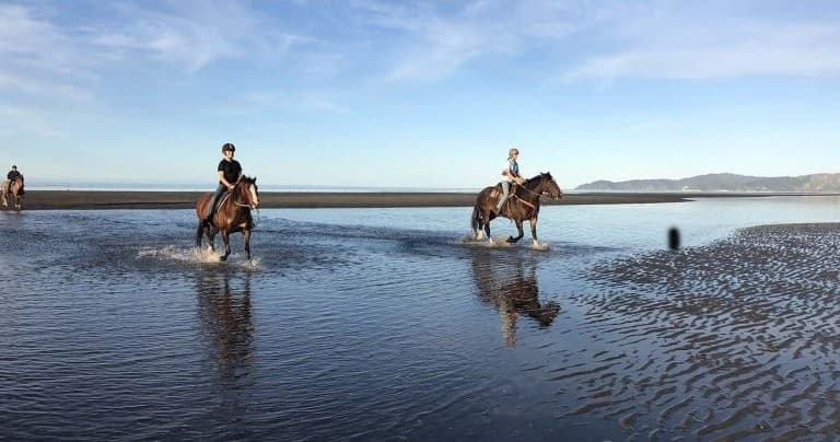 Land Adventure at Hack Farm: Coastal Horseback Ride Near Rangihaeata