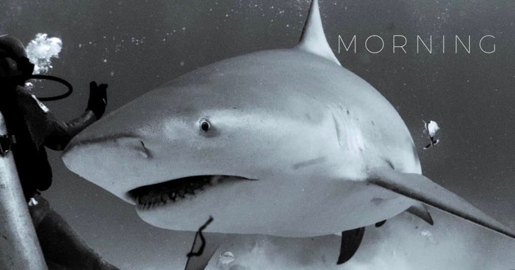 Wild Water Adventure: Bull Shark Dive in Florida