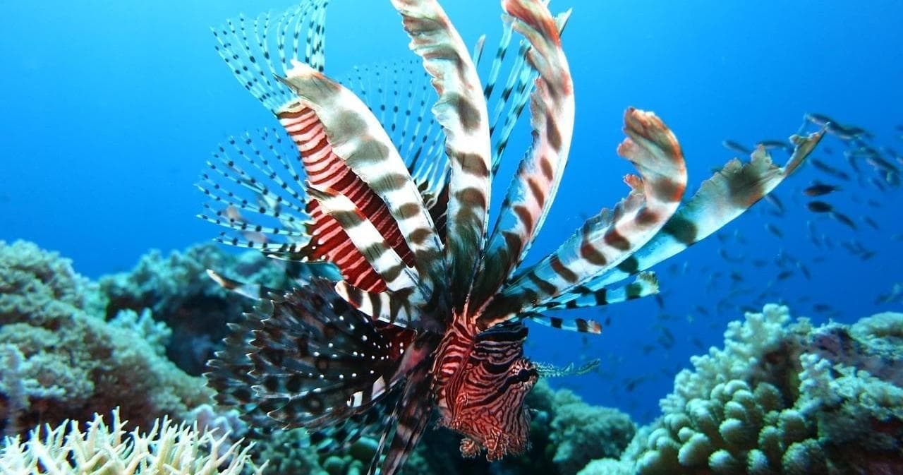 Marine Conservation Dive with Aquanauts Dive Adventures