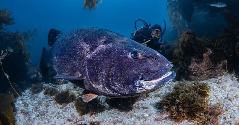 Catalina Casino Point Day Dive: Full-Day Package with Ferry, Gear and Lobster Trap Lunch