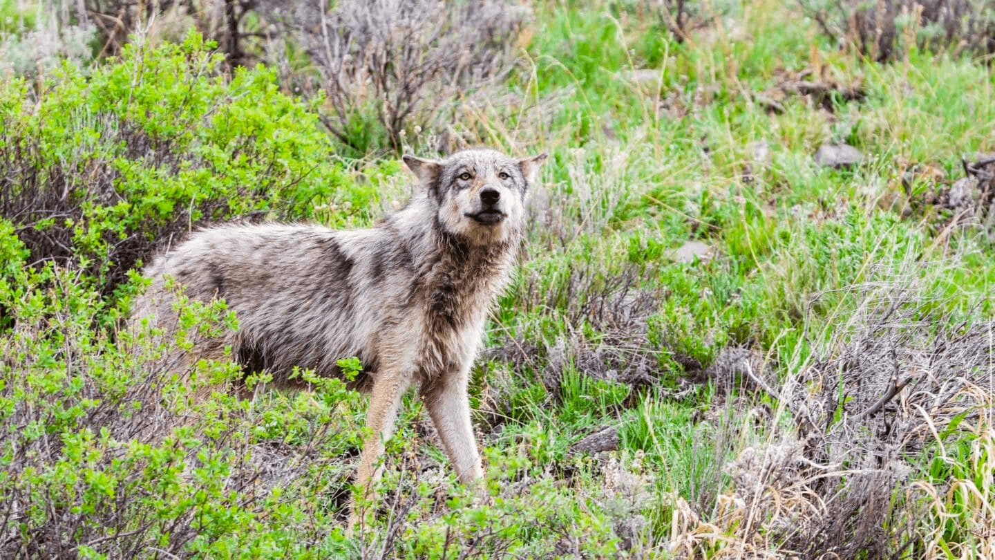 Wildlife Safari in Wyoming’s Teton Village with Jackson Hole Wildlife Safaris