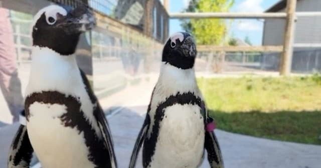 African Penguin Feeding Experience in Grove City, PA
