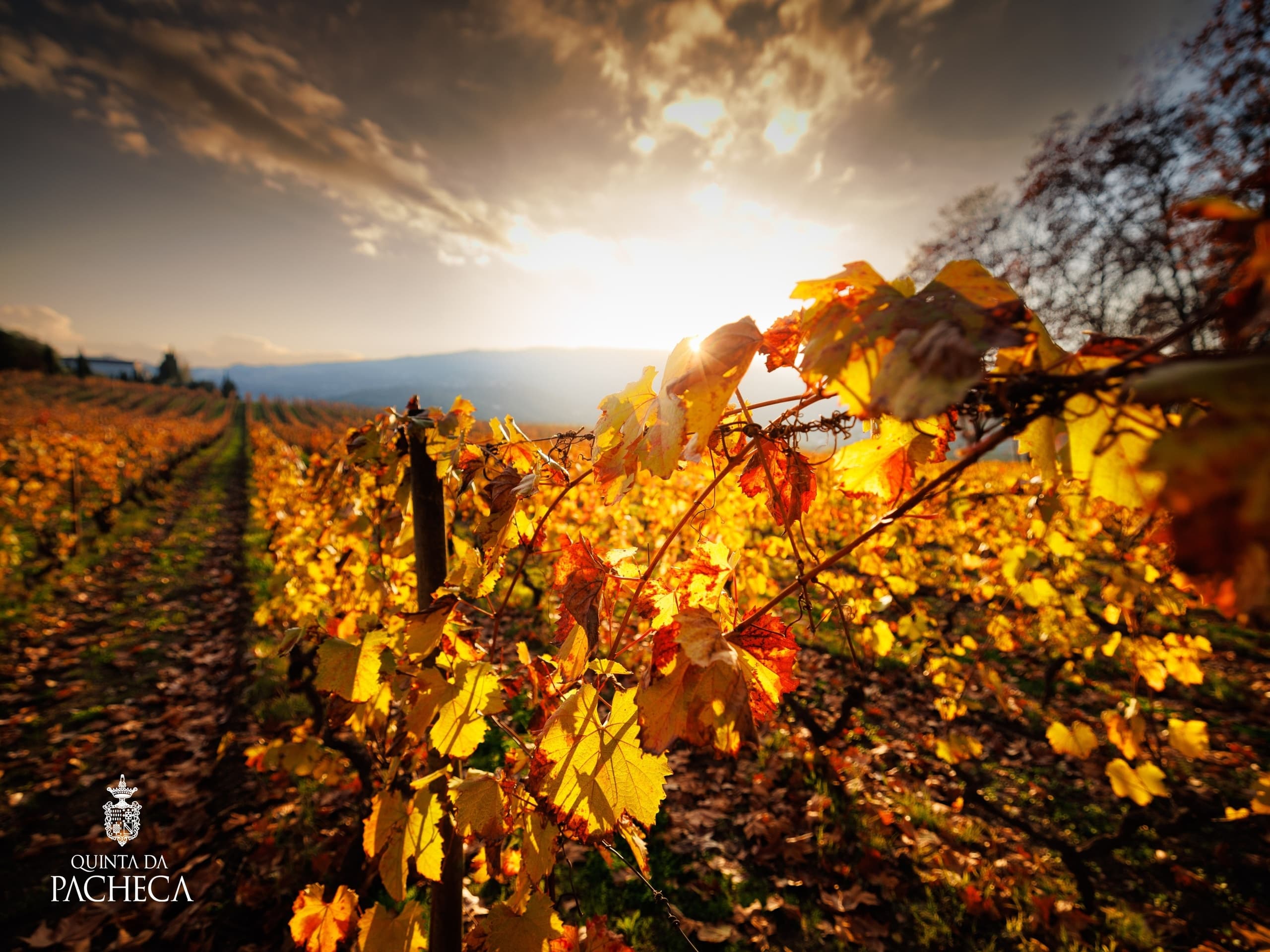 Walking Tour & Wine Tasting at Quinta da Pacheca