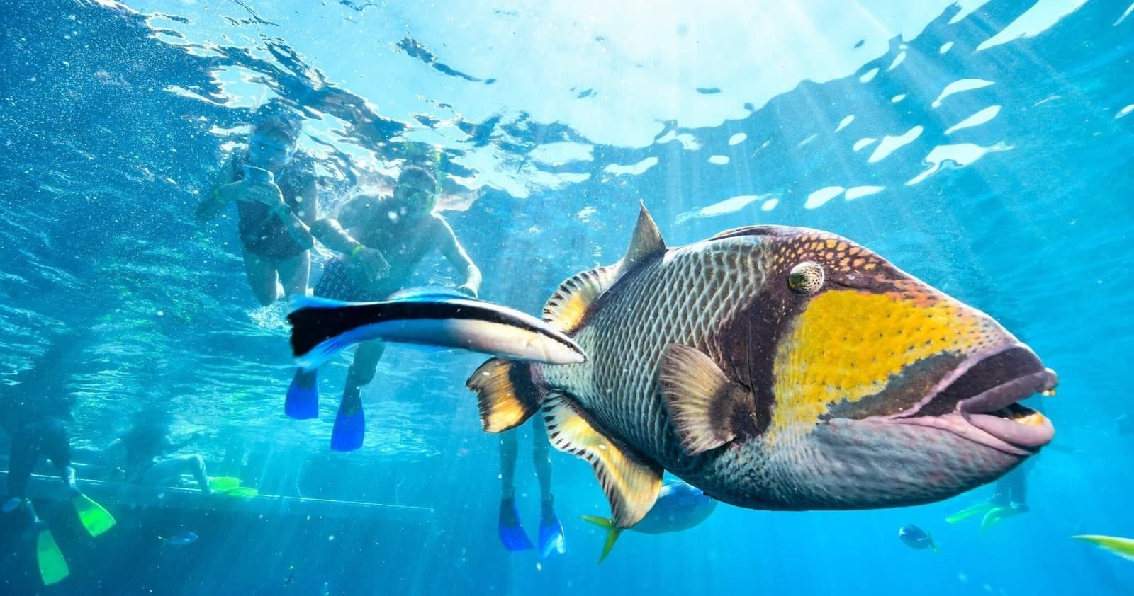 Skip the Lines: Hanauma Bay Tickets with Waikiki Shuttle for Guaranteed Snorkeling photo 1