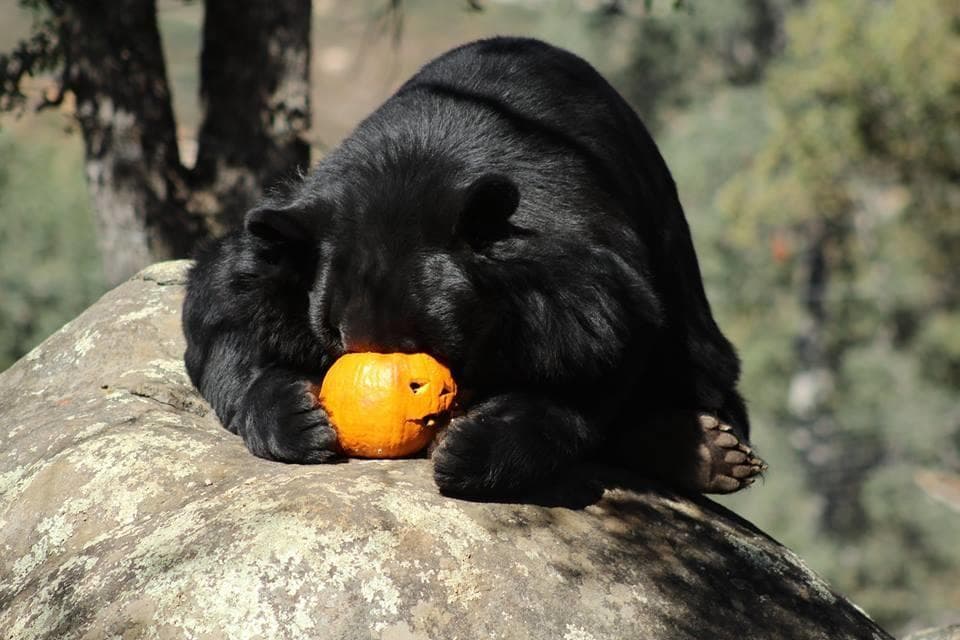 Pumpkin Bash at Lions Tigers & Bears in Alpine, CA