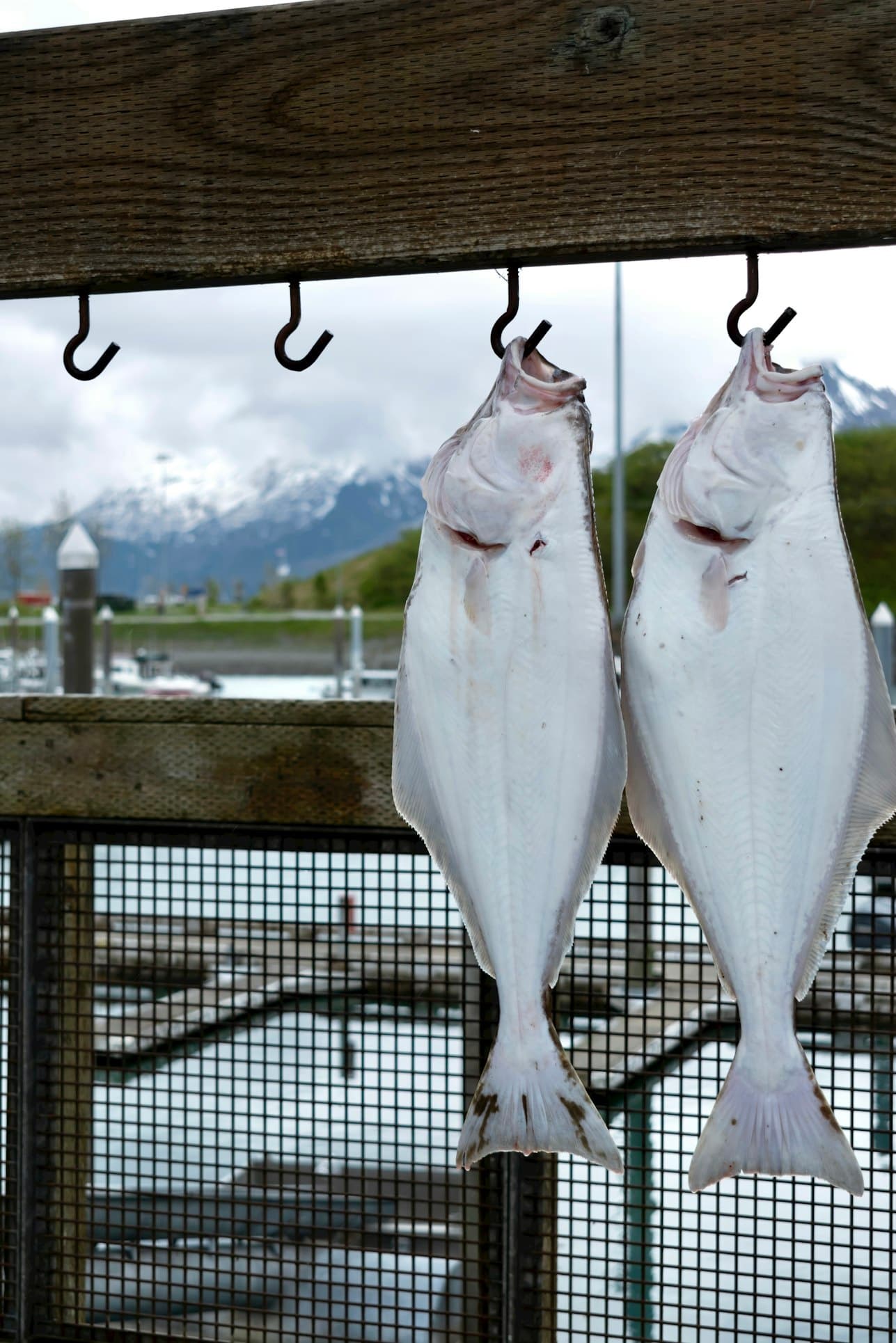 Halibut Fishing with Homer Fishing Adventures in Alaska