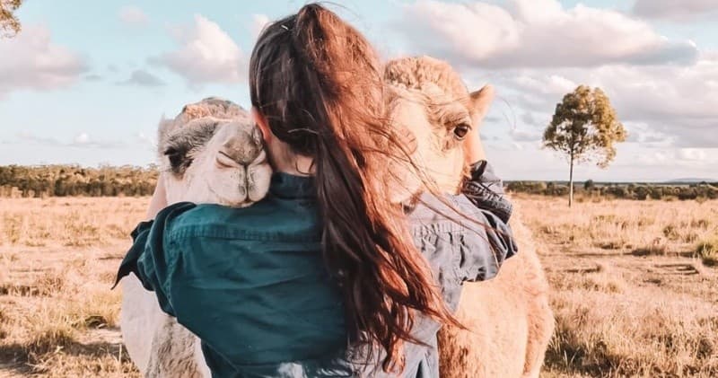 Person hugging camels in grassy field during outdoor camel encounter