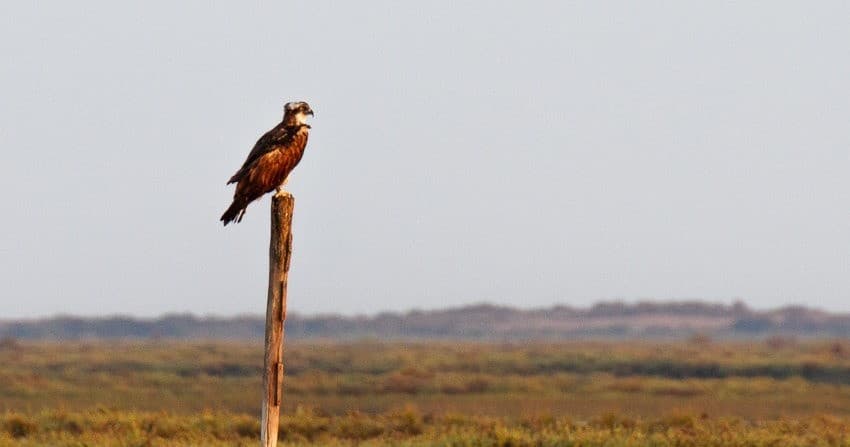 Bird Watching Adventures with Ocean Vibes in Faro