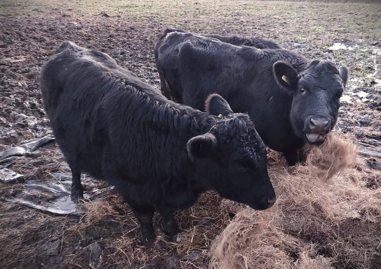Two black beef cattle standing on muddy pasture with hay