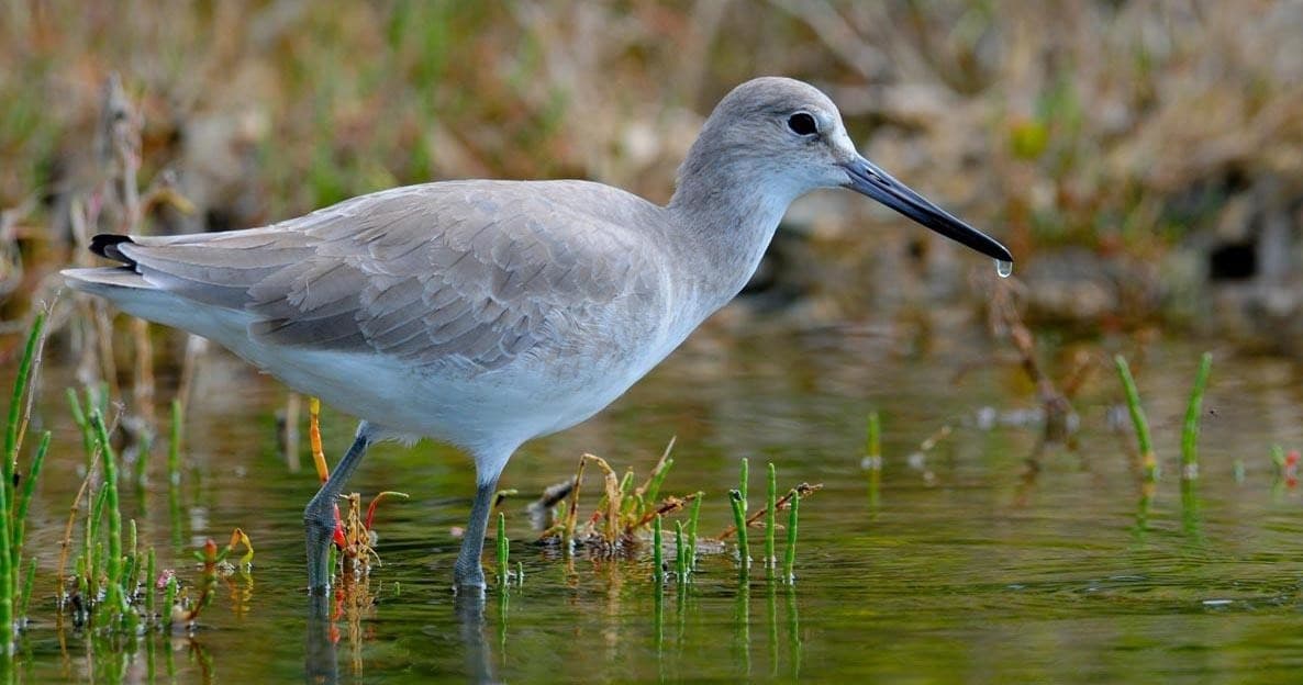 Guided Swamp Walk with Aquaterra Excursions in Everglades City