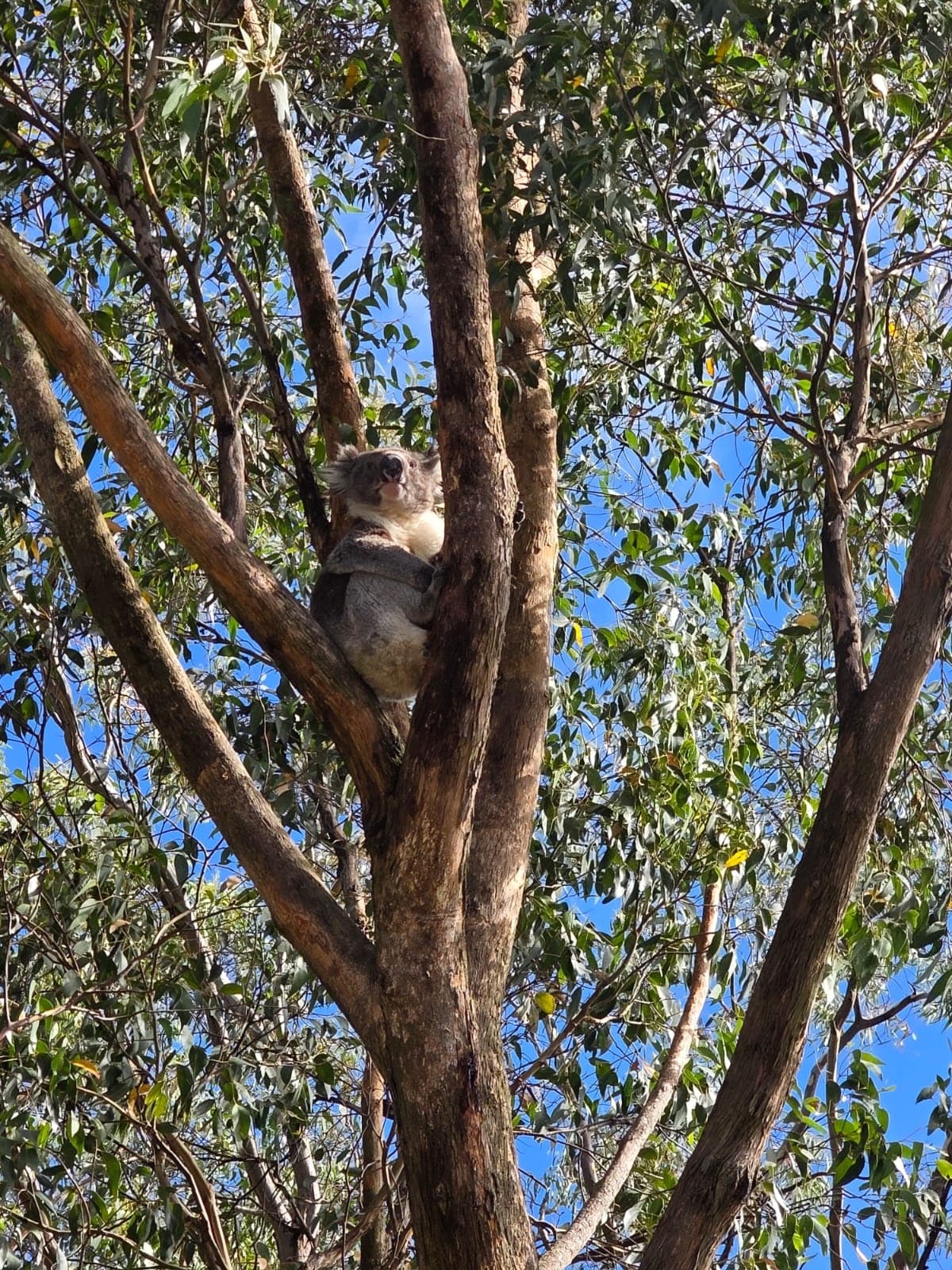 SA Hills & Wildlife Tour: Mount Lofty, Hahndorf, Victor Harbor & Urimbirra